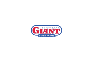 Cal Giant - Bronze